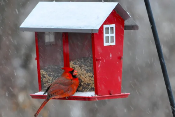 Kentucky cardinal visits a snowy feeder in Arlington.      Photo by BERRY CRAIG