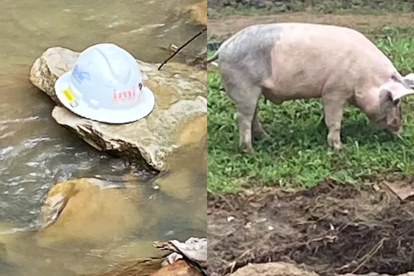 The hardhat and the pig. Photos by Jerald Adkins